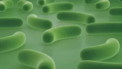 California Child Found to Have Bird Flu Without Any Identified Exposure to Infected Animals